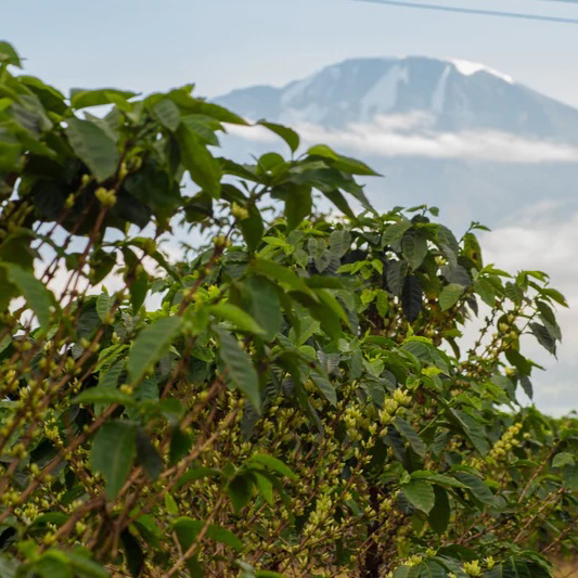 Kenya Arabica frissen pörkölt szemes kávé - Image 3
